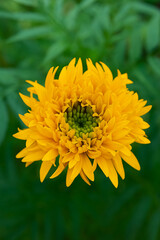 yellow flower in the garden