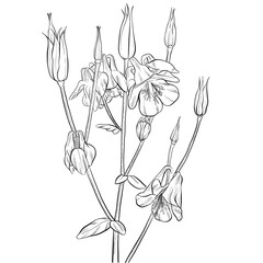Obraz premium Line Art Drawing of Columbine Flowers