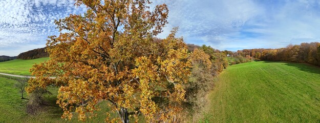 arbre au feuillage jaune doré, avec une prairie verte et un paysage panoramique d'automne sur un ciel bleu avec des petits nuages cumulus blancs