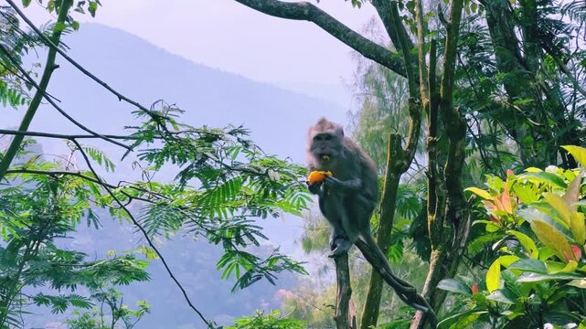 Monkeys sitting on a green tree branch in East Java, Indonesia. Wild monkeys living in the jungle. A family of wild macaques in the mountains near Mount Semeru. Asia. 4К