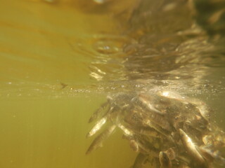 stocking pikeperch (Sander lucioperca) into a freshwater reservoir
