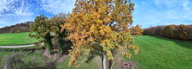 arbre au feuillage jaune doré, avec une prairie verte et un paysage panoramique d'automne sur un ciel bleu avec des petits nuages cumulus blancs