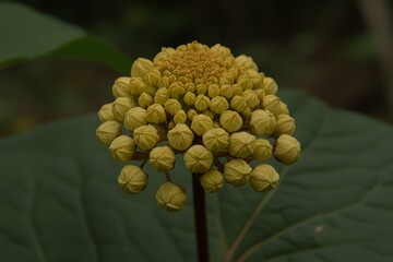 Close Up of Emerging Hydrangea Bud with Delicate Petals and Lush Green Leaves