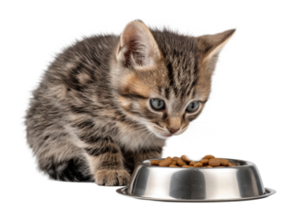 Little cat isolated, young kitten eating cat food from a food bowl, adorable kitten close-up portrait, isolated on a transparent background, professional pet photography, pet food advertising concept