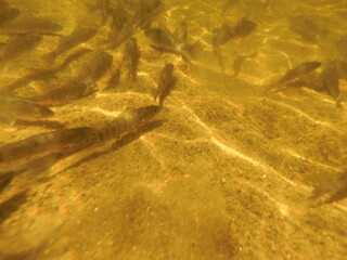 stocking pikeperch (Sander lucioperca) into a freshwater reservoir