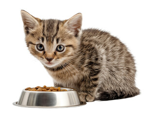 Little cat isolated, young kitten eating cat food from a food bowl, adorable kitten close-up portrait, isolated on a transparent background, professional pet photography, pet food advertising concept