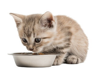 Little cat isolated, young kitten eating cat food from a food bowl, adorable kitten close-up portrait, isolated on a transparent background, professional pet photography, pet food advertising concept