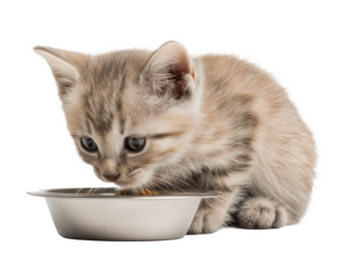 Little cat isolated, young kitten eating cat food from a food bowl, adorable kitten close-up portrait, isolated on a transparent background, professional pet photography, pet food advertising concept