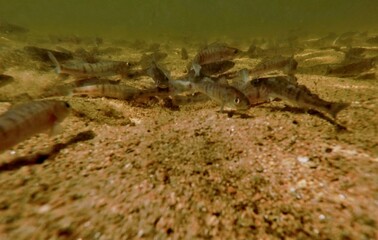 stocking pikeperch (Sander lucioperca) into a freshwater reservoir