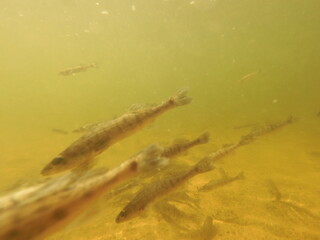 stocking pikeperch (Sander lucioperca) into a freshwater reservoir