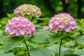 Soft Focus on Hydrangeas in Bright Field with Gentle Light and Lush Greenery