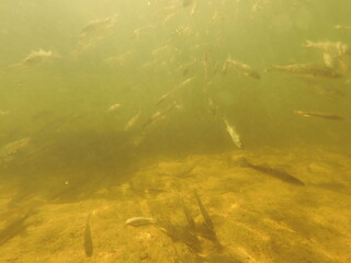 stocking pikeperch (Sander lucioperca) into a freshwater reservoir