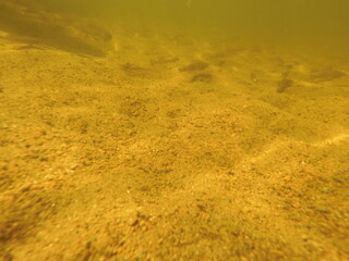 stocking pikeperch (Sander lucioperca) into a freshwater reservoir