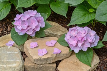 Hydrangea Petals Scattered on a Stone Path Surrounded by Green Leaves in Garden Setting