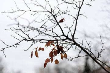 Bare tree branches in late autumn