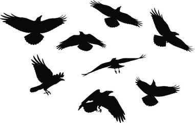 Flying crow silhouettes collection, detailed black bird shapes in different flight poses, wildlife vector illustration for nature, freedom, and creative design projects