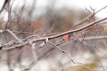 Bare tree branches in late autumn
