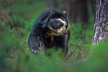 Ours &agrave; lunettes de face	