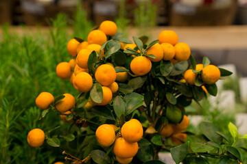 Ripe mandarin oranges growing on green leaves