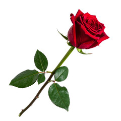 Radiant Red Rose: A close-up view of a vibrant red rose, its petals fully bloomed, capturing the essence of elegance and romance.