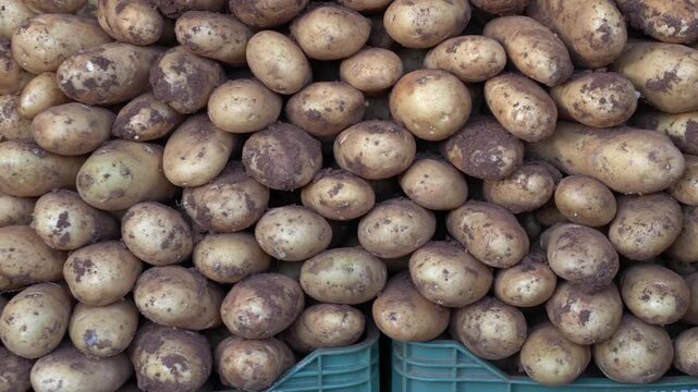Wholesalers Restock and Arrange Potatoes, Early Day Trading Focuses On Crates and Tubers Distribution, Potato marketplace begins with wholesalers restocking and arranging produce for early. Potatoes