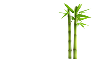 Pair of bright green bamboo stalks with leaves isolated on black, digitally rendered with visible vertical segmentation