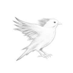 Fototapeta premium A delicate pencil sketch of a small bird in flight, captured with soft shading and fine detail, isolated on a clean transparent background, symbolizing freedom and natures beauty