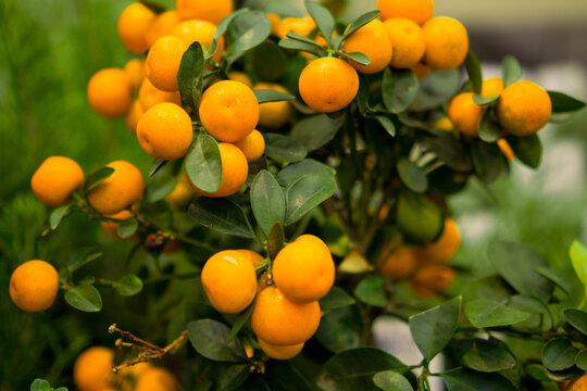 Mandarin oranges on green leaves branch close-up