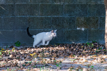 島の守り神の美しい猫たち。 沖縄県島尻郡慶良間諸島座間味島-2025...