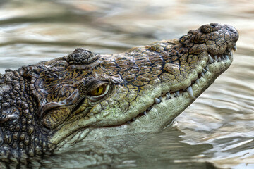 Tête de crocodile du Nil	