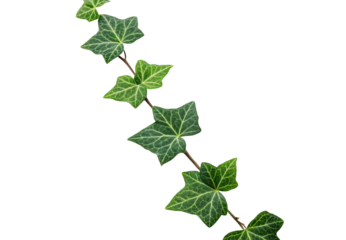 Green ivy vine with star-shaped leaves showing natural veining and climbing stem, isolated on a transparent background