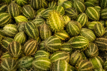 Green striped cactus fruits with natural texture