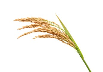 Rice plant stalk with mature golden grains, green stem visible, natural agricultural crop specimen shown, isolated on a transparent background
