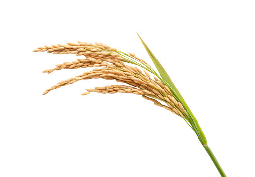 Rice plant stalk with mature golden grains, green stem visible, natural agricultural crop specimen shown, isolated on a transparent background