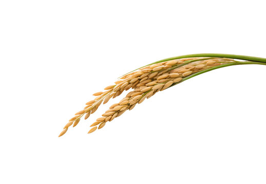 Rice plant panicle bending gracefully, ripe golden kernels clustered densely, fresh green stem attached, isolated on a transparent background