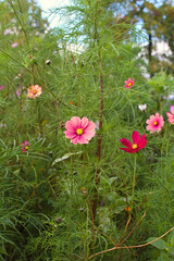 Obraz premium Pink Wildflowers Blooming in Paris Garden