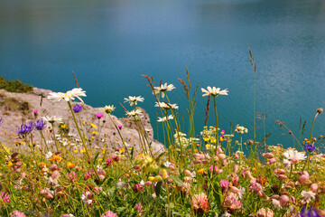 wildflower meadow with marguerites, campion and clover, blurry sea background with copy space