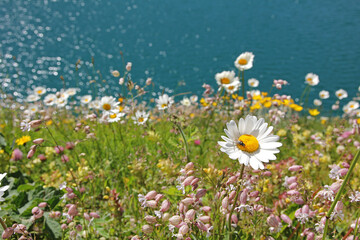 wildflower meadow with marguerites, blurry ocean background with light flares
