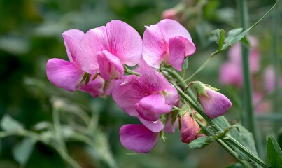 Naklejka premium a pea plant with pink flowers