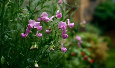 a pea plant with pink flowers