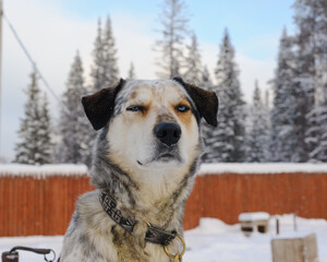 Eager sled dog waiting for a ride on a snowy winter farm. Cute husky with harness looking excited before sledding.