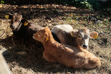 Three young calves resting in sunlight on farm ground © Samantha