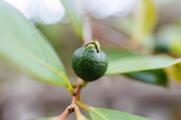 シークワーサー（沖縄特産の柑橘類）。
座間味島座間味港
沖縄県島尻郡慶良間諸島-2025
沖縄本島から40km西方にある諸島。
大小30以上の島々からなる島嶼群は全体が国立公園に指定されている。
珊瑚礁の海、白い砂浜、緑の山地は世界屈指の美しさ。
多くの貴重な動植物が生息している。

