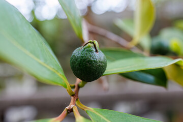シークワーサー（沖縄特産の柑橘類）。
座間味島座間味港
沖縄県島尻郡慶良間諸島-2025
沖縄本島から40km西方にある諸島。
大小30以上の島々からなる島嶼群は全体が国立公園に指定されている。
珊瑚礁の海、白い砂浜、緑の山地は世界屈指の美しさ。
多くの貴重な動植物が生息している。
