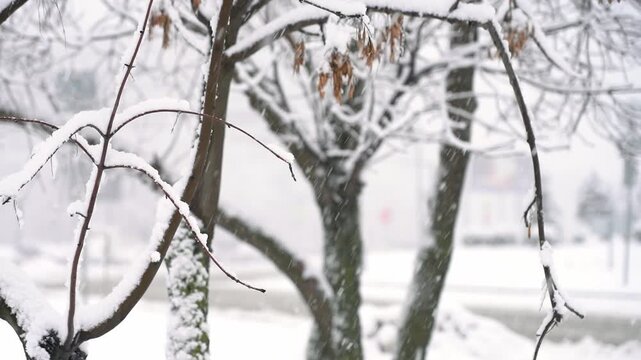 Snowy trees on background of city street in snowfall in winter. Winter urban cityscape with snowstorm. Blizzard. Weather