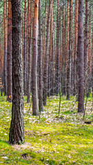 pine forest on a beautiful sunny day. landscape