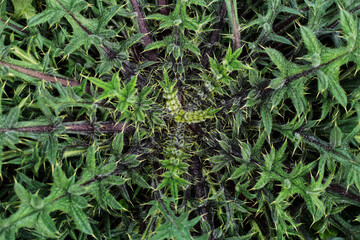 Macro of thistle plant with sharp green spikes