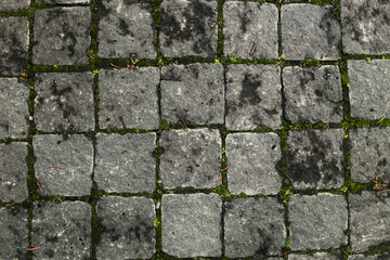 Moss growing between gray cobblestone pavement