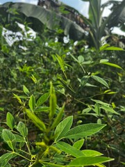 Lush Green Foliage in Sunlight: A Close-Up View of Nature's Verdant Beauty and Diverse Plant Life.