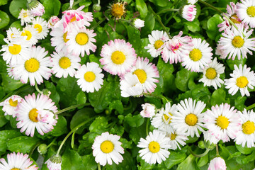 Obraz premium English daisies in a lush green lawn after the rain 